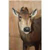 Image 4 : Life-sized YELLOW-BACKED DUIKER on a Wood Frame Base