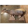 Image 5 : Life-sized YELLOW-BACKED DUIKER on a Wood Frame Base