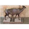 Image 6 : Life-sized YELLOW-BACKED DUIKER on a Wood Frame Base