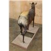 Image 9 : Life-sized YELLOW-BACKED DUIKER on a Wood Frame Base