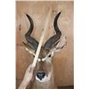 Image 10 : MOUNTAIN NYALA Pedestal Mount