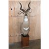 Image 1 : MOUNTAIN NYALA Pedestal Mount
