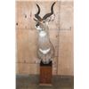 Image 2 : MOUNTAIN NYALA Pedestal Mount