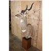 Image 3 : MOUNTAIN NYALA Pedestal Mount