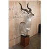 Image 4 : MOUNTAIN NYALA Pedestal Mount