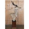 Image 5 : MOUNTAIN NYALA Pedestal Mount