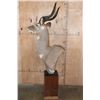 Image 6 : MOUNTAIN NYALA Pedestal Mount