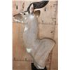 Image 7 : MOUNTAIN NYALA Pedestal Mount