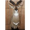 Image 8 : MOUNTAIN NYALA Pedestal Mount