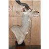 Image 9 : MOUNTAIN NYALA Pedestal Mount