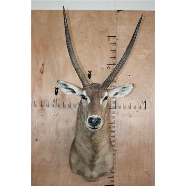 XXL WATERBUCK Shoulder Mount