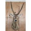 Image 1 : XXL WATERBUCK Shoulder Mount