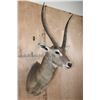 Image 2 : XXL WATERBUCK Shoulder Mount