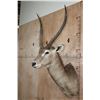 Image 3 : XXL WATERBUCK Shoulder Mount