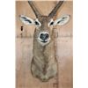 Image 4 : XXL WATERBUCK Shoulder Mount