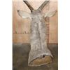 Image 6 : XXL WATERBUCK Shoulder Mount