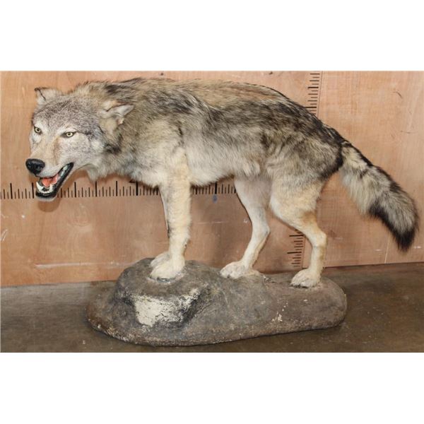 Life-sized WOLF on a Decorative Rock Base