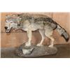 Image 1 : Life-sized WOLF on a Decorative Rock Base
