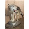 Image 4 : Life-sized WOLF on a Decorative Rock Base