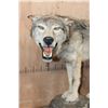 Image 5 : Life-sized WOLF on a Decorative Rock Base