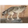Image 6 : Life-sized WOLF on a Decorative Rock Base