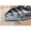 Image 3 : Big Reproduction ROOSTERFISH Mount