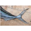 Image 5 : Big Reproduction ROOSTERFISH Mount