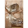 Image 8 : 2 "Interlocked" AXIS DEER on a Pedestal Base with AXIS DEER Hide Panels