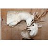 Image 9 : 2 "Interlocked" AXIS DEER on a Pedestal Base with AXIS DEER Hide Panels