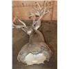 Image 10 : XXL Non-Typical 42-Point WHITETAIL DEER "Sneak Pose" Shoulder Mount