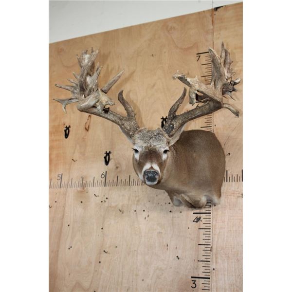 XXL Non-Typical 42-Point WHITETAIL DEER "Sneak Pose" Shoulder Mount