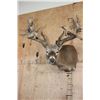Image 1 : XXL Non-Typical 42-Point WHITETAIL DEER "Sneak Pose" Shoulder Mount
