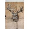 Image 2 : XXL Non-Typical 42-Point WHITETAIL DEER "Sneak Pose" Shoulder Mount