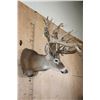 Image 3 : XXL Non-Typical 42-Point WHITETAIL DEER "Sneak Pose" Shoulder Mount