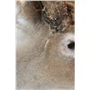 Image 4 : XXL Non-Typical 42-Point WHITETAIL DEER "Sneak Pose" Shoulder Mount