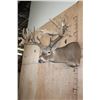 Image 5 : XXL Non-Typical 42-Point WHITETAIL DEER "Sneak Pose" Shoulder Mount