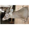 Image 6 : XXL Non-Typical 42-Point WHITETAIL DEER "Sneak Pose" Shoulder Mount