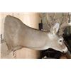 Image 7 : XXL Non-Typical 42-Point WHITETAIL DEER "Sneak Pose" Shoulder Mount