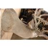 Image 8 : XXL Non-Typical 42-Point WHITETAIL DEER "Sneak Pose" Shoulder Mount