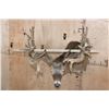 Image 9 : XXL Non-Typical 42-Point WHITETAIL DEER "Sneak Pose" Shoulder Mount