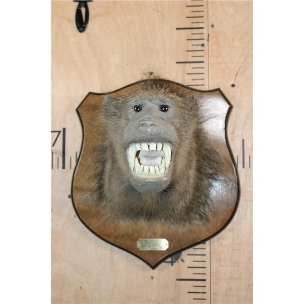 BABOON Shoulder Mount on a Wood Plaque