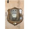 Image 1 : BABOON Shoulder Mount on a Wood Plaque