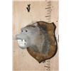 Image 2 : BABOON Shoulder Mount on a Wood Plaque