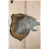 Image 3 : BABOON Shoulder Mount on a Wood Plaque