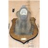 Image 4 : BABOON Shoulder Mount on a Wood Plaque