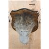 Image 5 : BABOON Shoulder Mount on a Wood Plaque