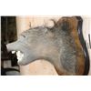 Image 6 : BABOON Shoulder Mount on a Wood Plaque
