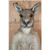 Image 10 : Life-sized KANGAROO on a Decorative Base with Wheels