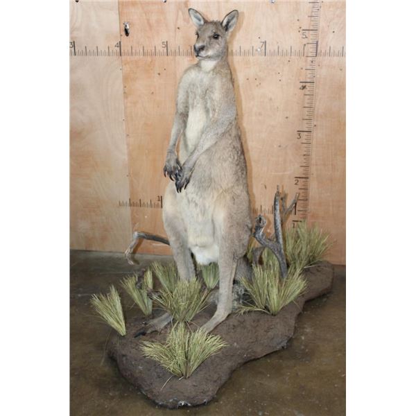 Life-sized KANGAROO on a Decorative Base with Wheels