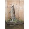 Image 2 : Life-sized KANGAROO on a Decorative Base with Wheels